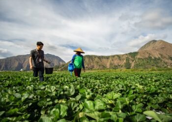 BRI Salurkan KUR Rp83,38 triliun, Pertanian Jadi Motor Utama