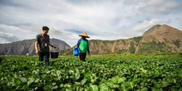 BRI Salurkan KUR Rp83,38 triliun, Pertanian Jadi Motor Utama