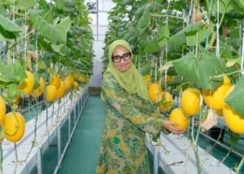 AirNav Panen Perdana Melon Hidroponik Karya Petani Binaan di Boyolali