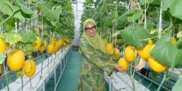 AirNav Panen Perdana Melon Hidroponik Karya Petani Binaan di Boyolali