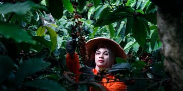 PTPN I (Persero) Perkuat Rantai Pasok Kopi Global