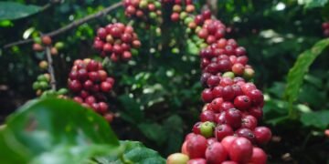 Dua Rumpun Kopi Menuju Cita Rasa Ekselen Kurator Kopi Internasional