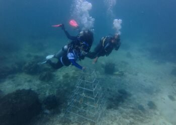 Jaga Ekosistem Laut Indonesia, ASDP Perkuat Konservasi Terumbu Karang di Pesisir Bau-Bau Sulteng
