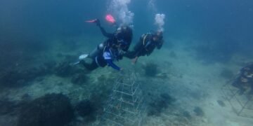 Jaga Ekosistem Laut Indonesia, ASDP Perkuat Konservasi Terumbu Karang di Pesisir Bau-Bau Sulteng