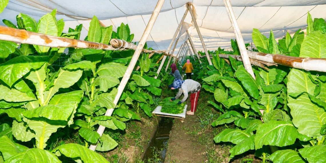 Kemitraan PTPN I (Persero) dengan Petani Pemilik Lahan Hasilkan  Tembakau Bawah Naungan (TBN) Berkualitas Premium